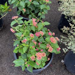 Lantana Hybrids 