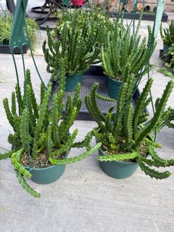 Stapelia mutabilis