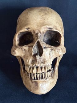 Halloween Resin Human Skull Replica Decor