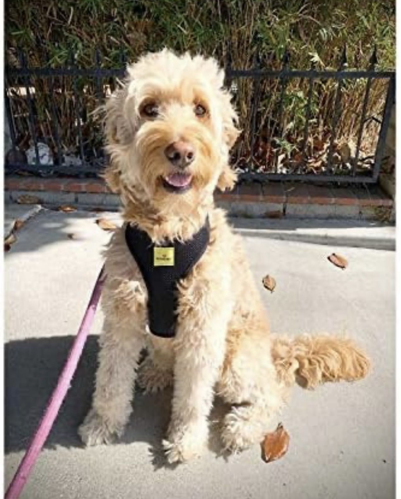 Dog Harness No Pull & No Choke Adjustable Pet Vest Harness for Dogs Reflective Adjustable Breathable Front Clip Pet Harness XL