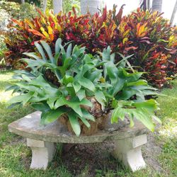 Stag horn fern plants $60 each