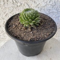 6 Inch Pot Succulent Plant - Sempervivum Arachnoideum - Cob webbed Houseleek - Cobweb Hurricane - Rooted & Established - Drought Resistant 🪴