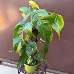 6” epipremnum pinnatum albo