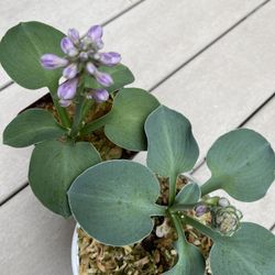 Rare Blue Mouse Ears Hosta Perennial. Will Bloom Soon.