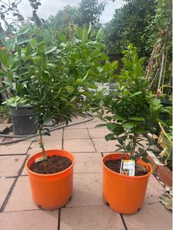 Bearing Fruit Calamondin Tree🍊 tắc chua trái tròn đang có trái