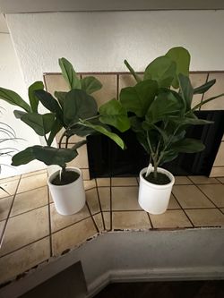 Decorative plants