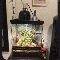 Male Gargoyle Gecko + Complete Setup for Sale