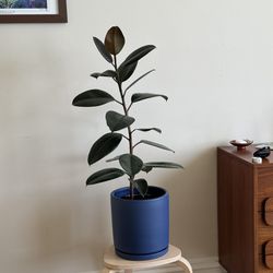 Rubber Plant / Ficus Elastica ‘Burgundy’ 40” with Periwinkle Blue Pot