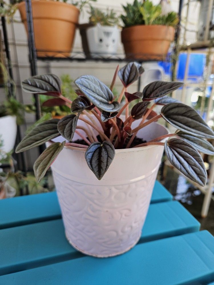 Peperomia Rosso