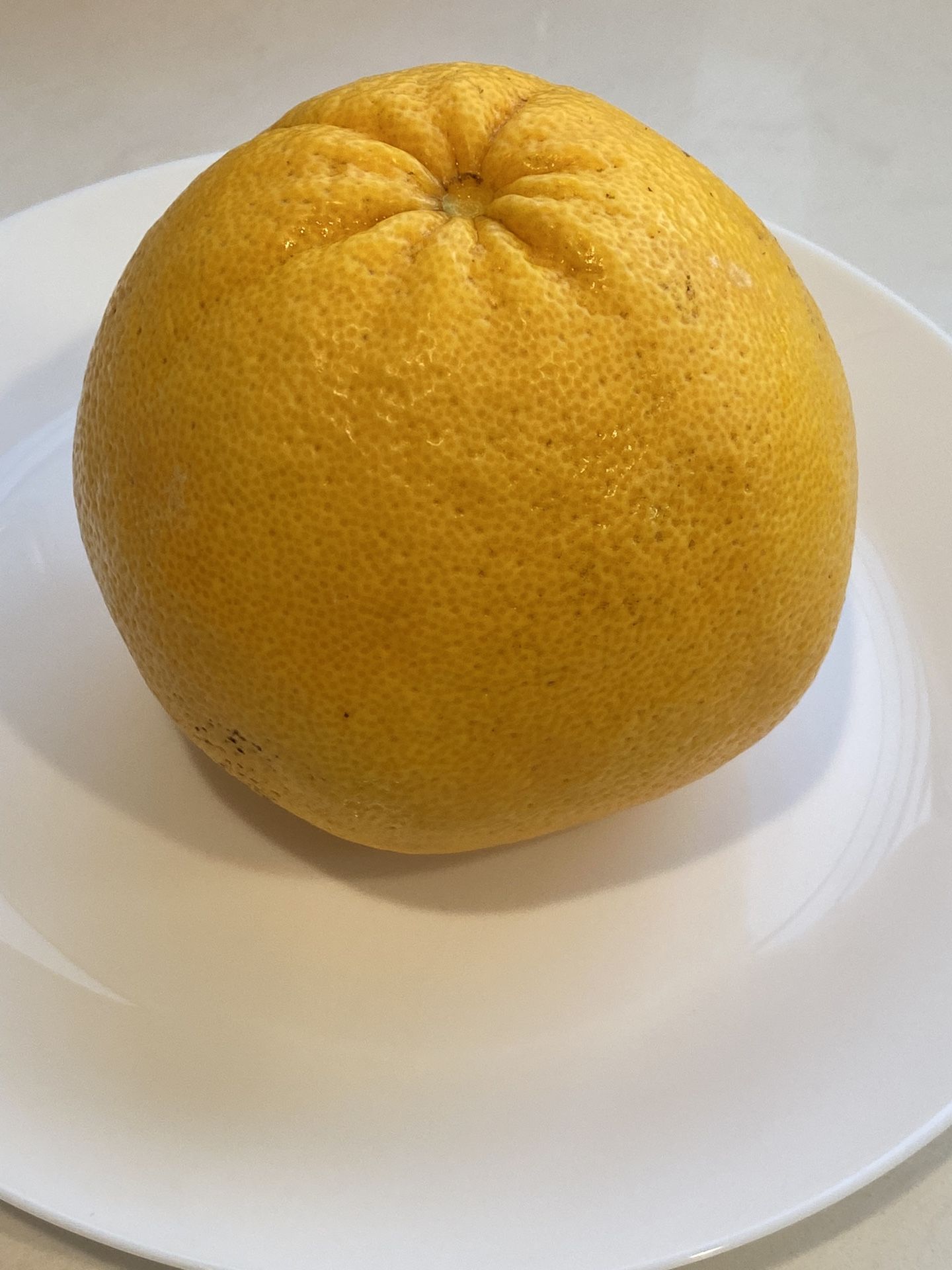 Local Ojai Grapefruit