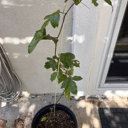 Passion fruit plant