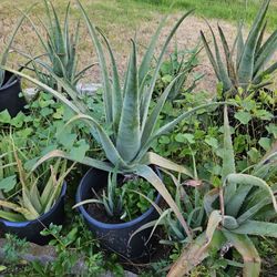 Aloe Vera Plants