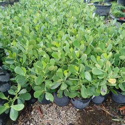 Clusia Hedges 3gl $4.50🌱