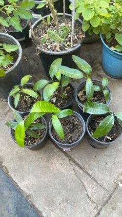 Carabao mango plant