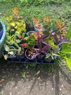Succulent plants