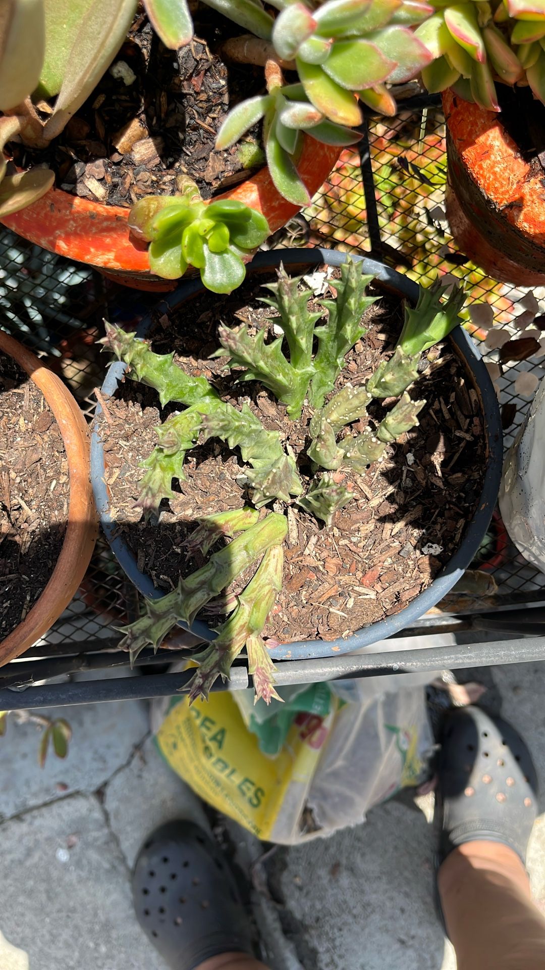 Small pot of terra-cotta each $10 succulent pots