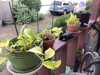 Neon Pothos Plants