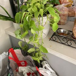 Potted Plant