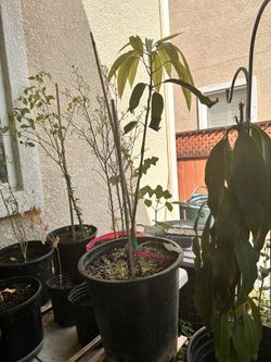 Grafted Sweet Tart Mango Tree