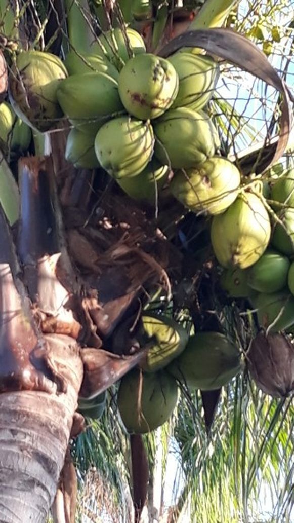 Free Coconuts, Must Have Truck To Take. 4 Tree's Need Tall Ladder