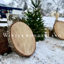 🌲Pine Cookies 🌲 