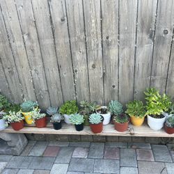 Succulents 