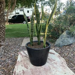 Snake plant in ceramic glazed pot