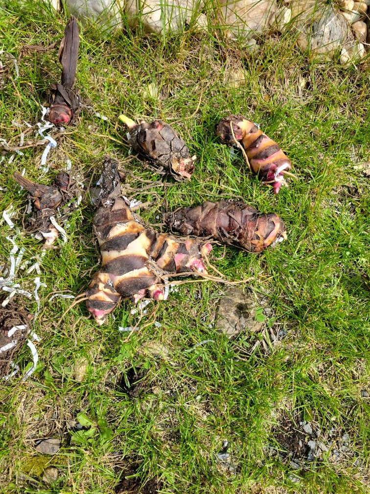 Canna Bulbs