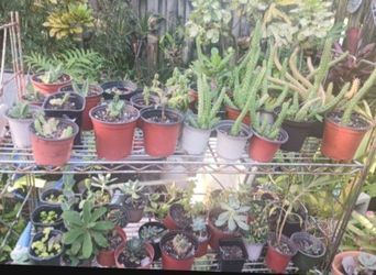 Succulents Houseplants