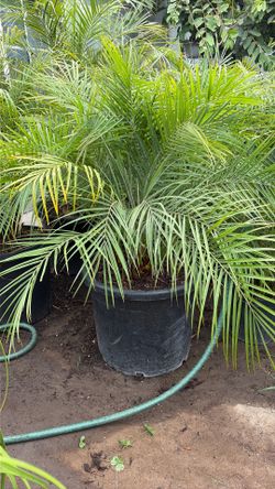 Pygmy date palm