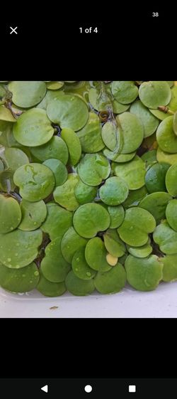 Frogbit  (It's available)