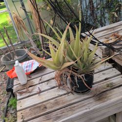 Aloe Vera