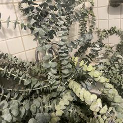 Baby Blue Eucalyptus 