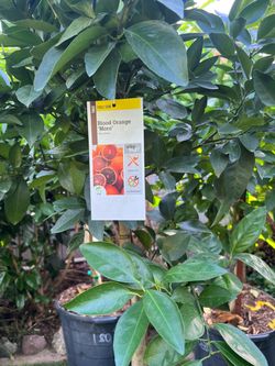Big mature Moro blood orange tree
