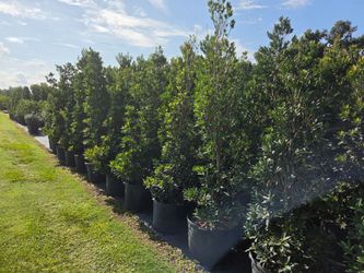 Japanese blueberry trees ate foot tall, delivered anywhere in florida