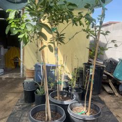 Bearrs Lime Trees In 15 Gallon They have many small fruits and flowers. $125 Each Price Firm 