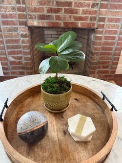 Compact Fiddle Leaf Fig in Decorative Ceramic Pot – 15” Tall – $40