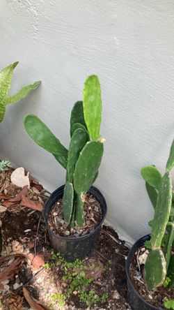 Plantas