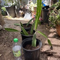 Dragon Fruit Plant 