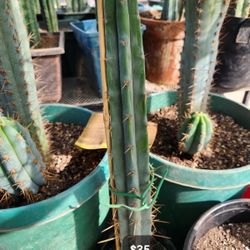 Updated!!Trichocereus/ San Pedro Cactus 