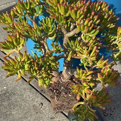 Finger Jade Succulent Plant 