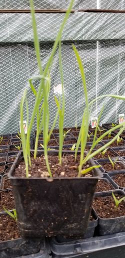 Organic Garlic plants.