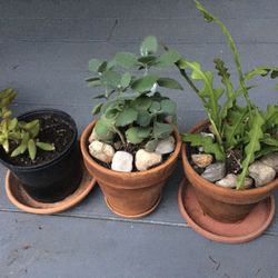 Nice Decorative Live Plants Like New