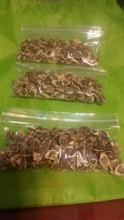 MORINGA. Semillas