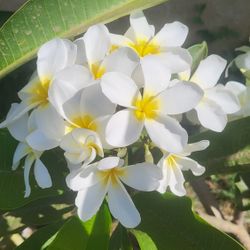 PLUMERIAS  