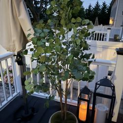 Indoor Plant Like New 6ft