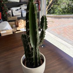 Decorative cactus w/ pot