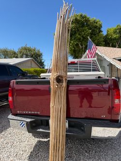 Saguaro skeleton