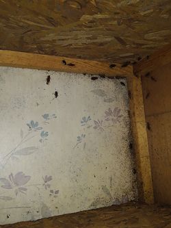 Sease fumigacion contra cucarachas