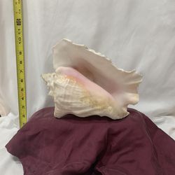 Conch Shell 
